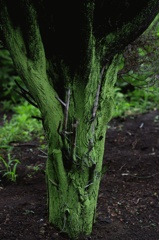 苔むす木