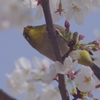 わっ、目が合っちゃった。