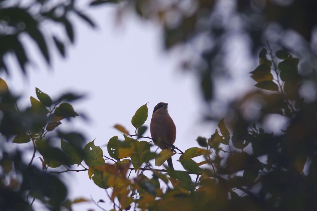 今は少し控えめに