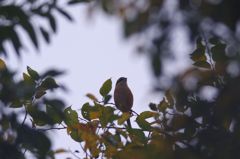 今は少し控えめに
