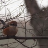 高見の見物