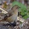 ジョウビタキ♀