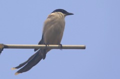 オナガの高鳴き