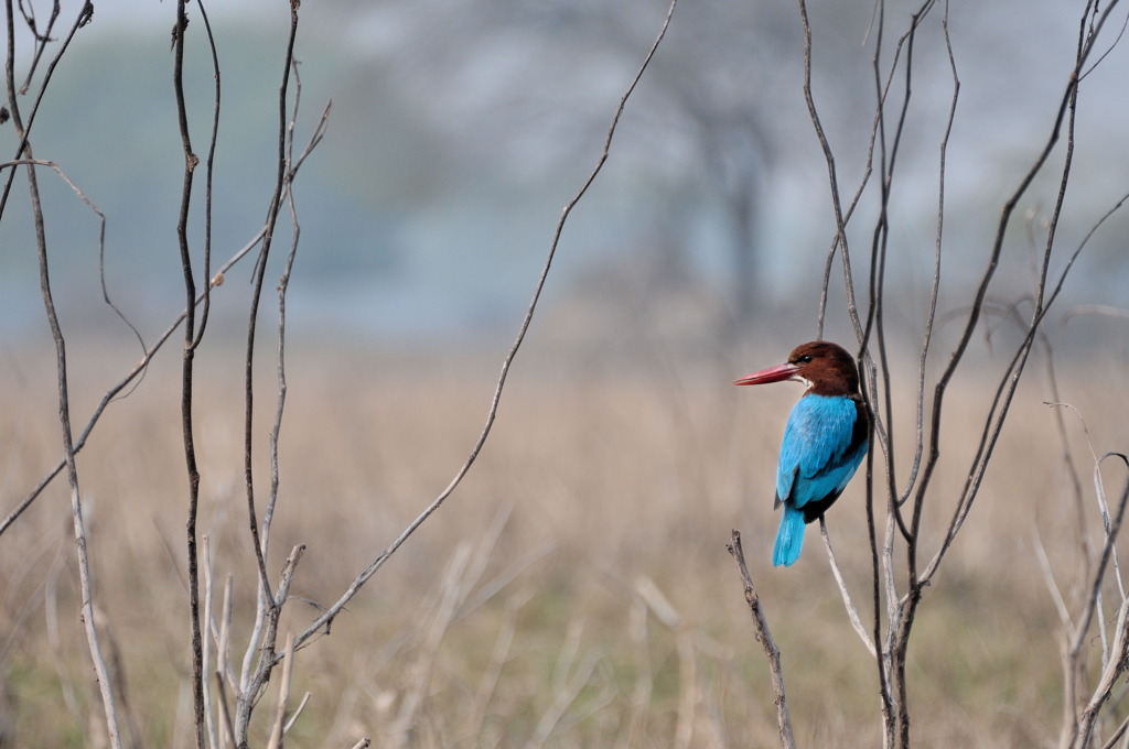 king fisher