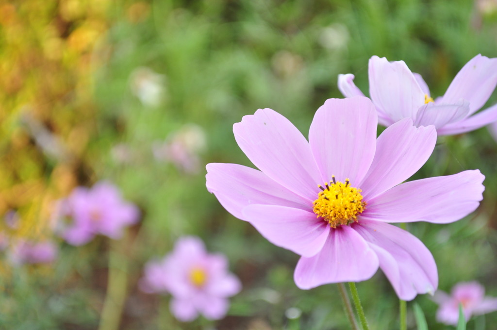 秋の花