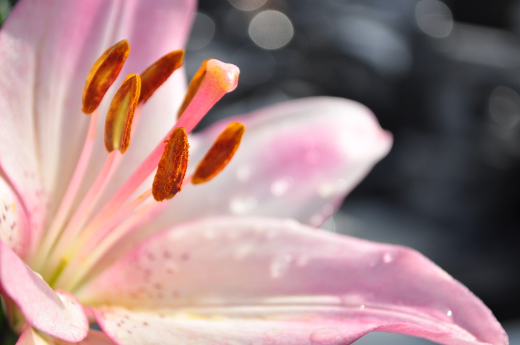 おじちゃんの花