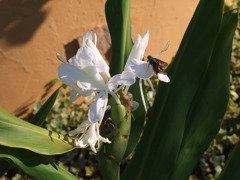 ちょうちょ待ちの花