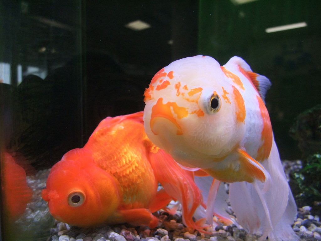 金魚のカップル？？？