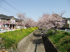 桜堤