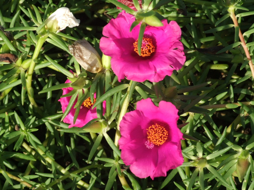 花