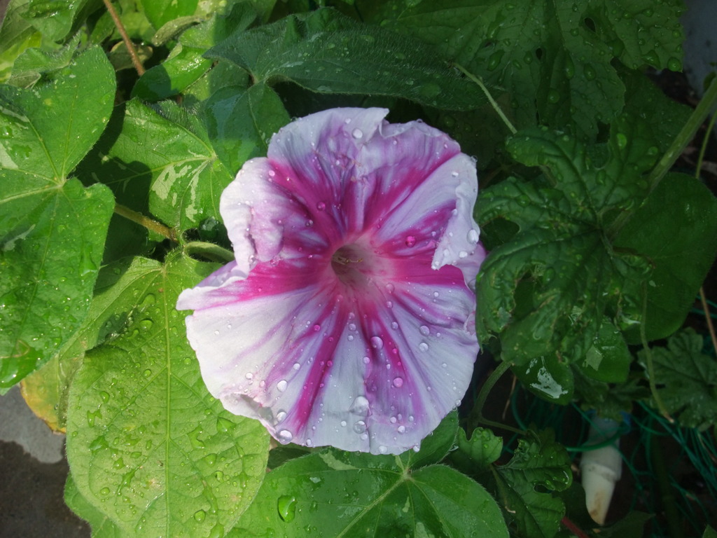 朝日に照らされる夏の朝の顔