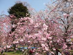 花より団子かい！？