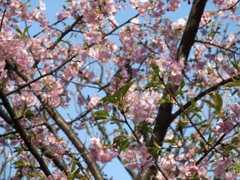 春の訪れ～寒桜～