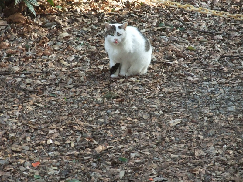 馬鹿にしてるネコ！？