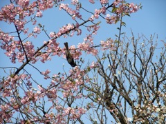 寒桜と戯れる野鳥