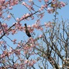 寒桜と戯れる野鳥