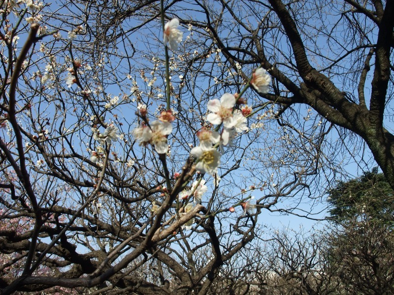 春の訪れ～梅の花～