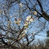 春の訪れ～梅の花～