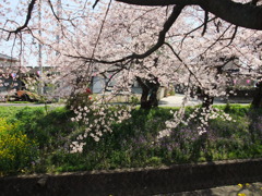 さくら＆菜の花＆だいこんの花豪華な共演！！