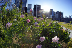 大阪の薔薇も綺麗ですよ♪