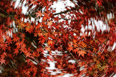 不思議紅葉