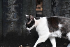 猫の気持ち