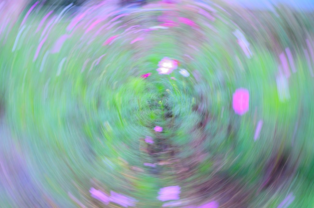 花びらの舞い