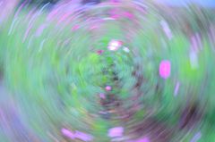 花びらの舞い