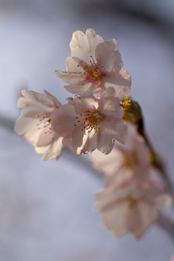 隅田公園大寒桜開花-2336