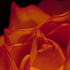 Gerbera-6234