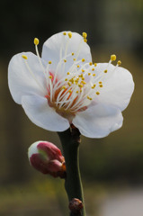 隅田公園白梅-0252