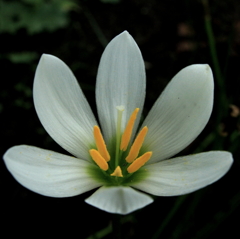 白い花