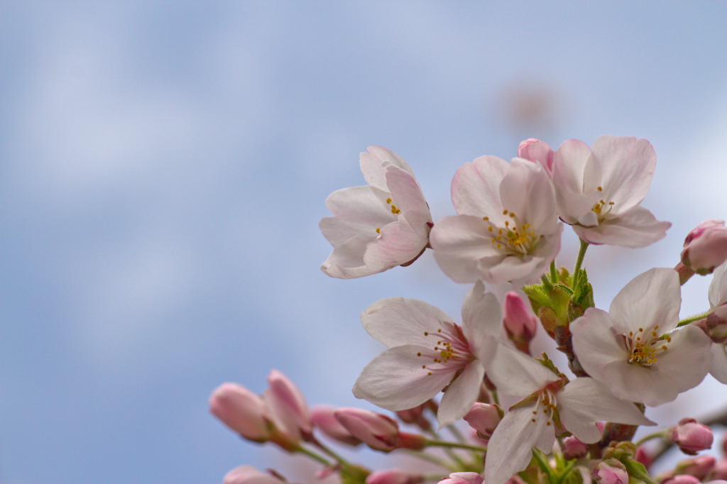 隅田公園桜4月10日-2800