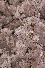 隅田公園桜4月10日-2799