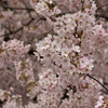 隅田公園桜4月10日-2799