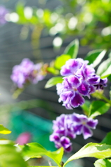 紫の花
