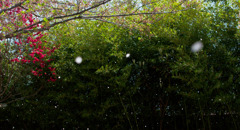 桜吹雪-3087