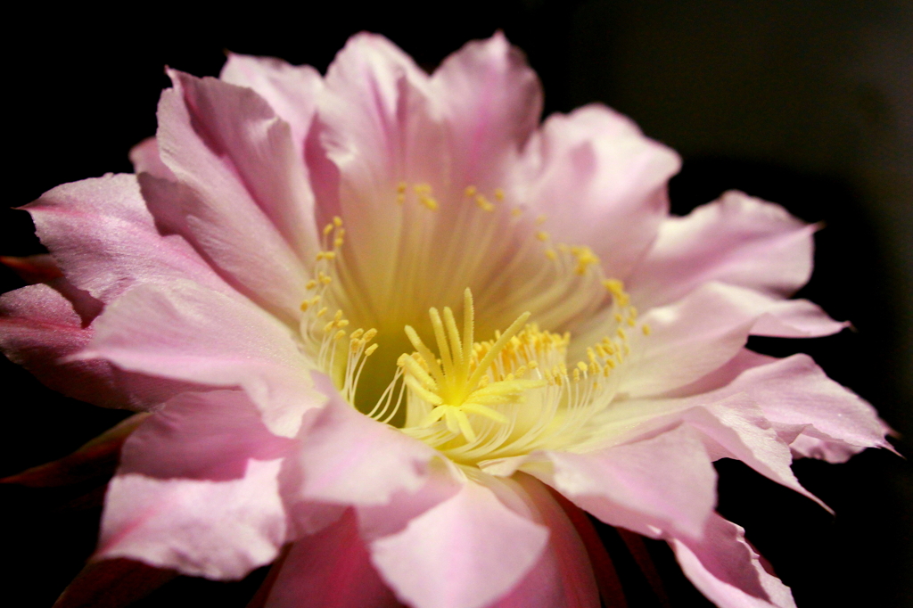 闇夜に咲くサボテンの花