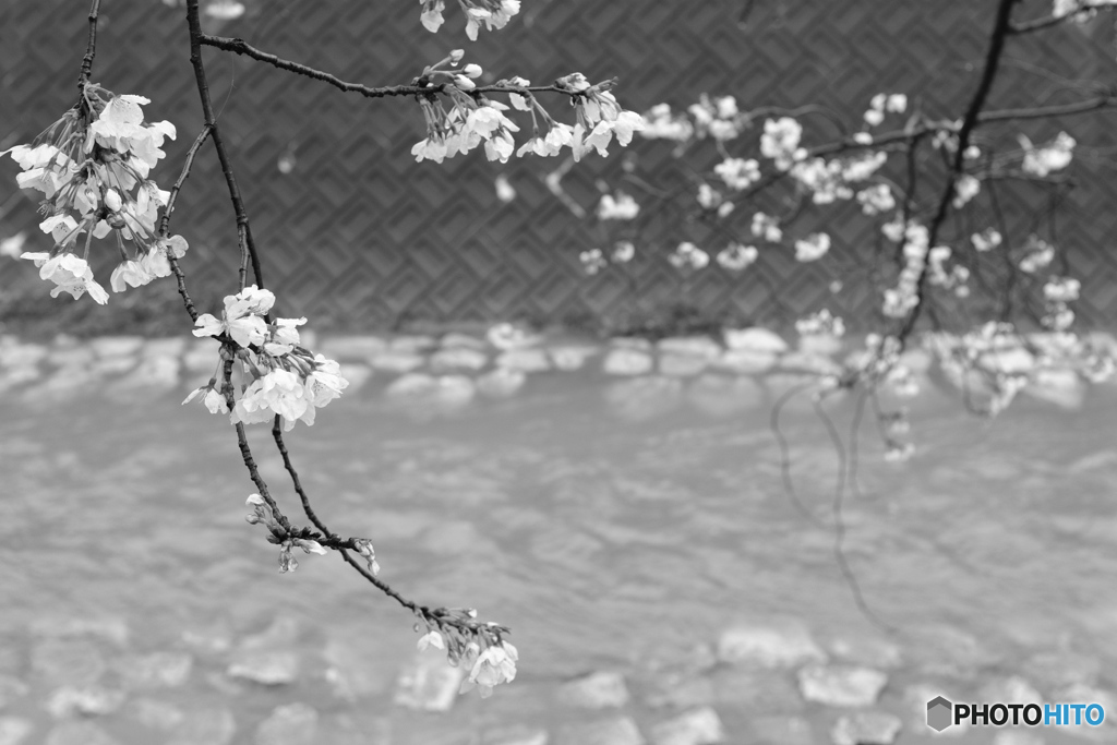2017 朝霧の桜