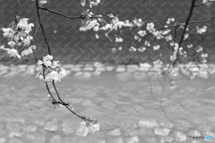 2017 朝霧の桜