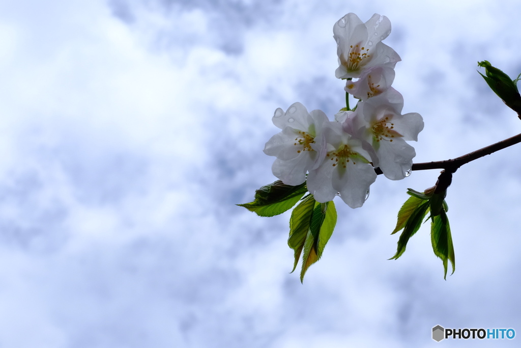 2017 庭の桜