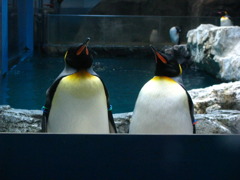 ペンギン二匹