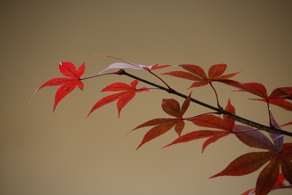 東漸寺4