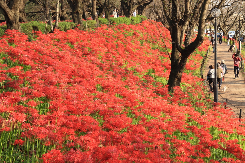 紅の絨毯