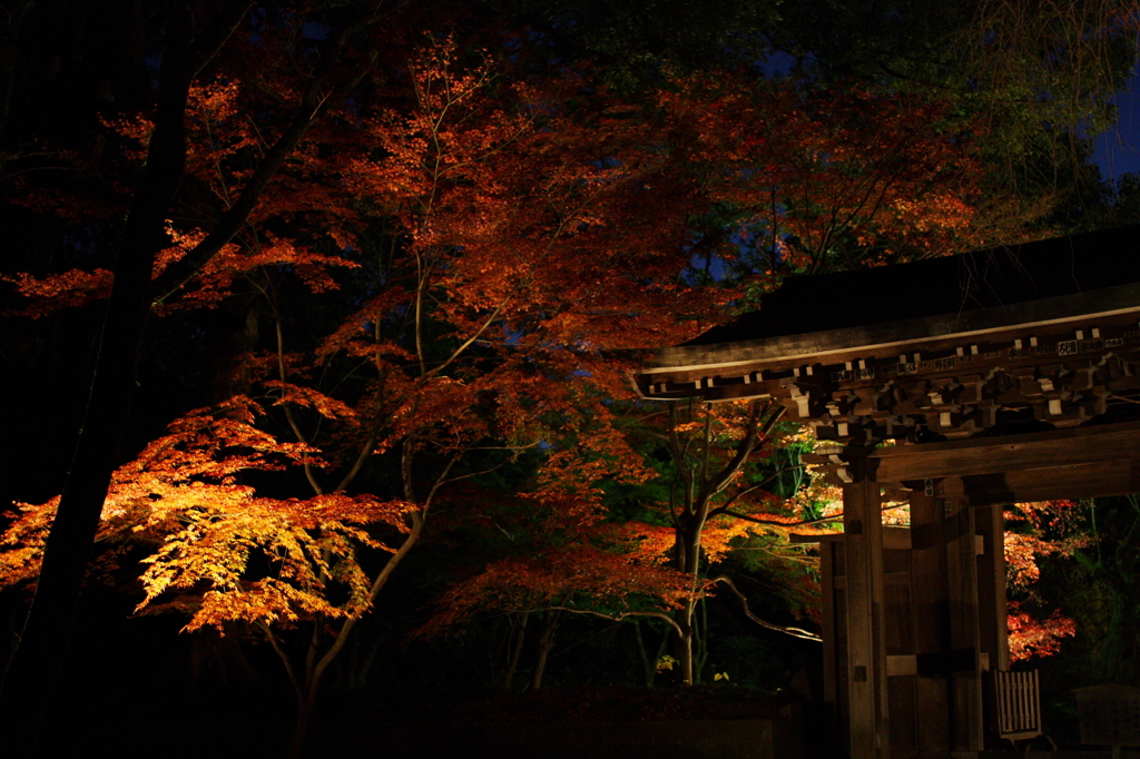 夜に浮かぶ紅葉