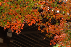 2015 東漸寺　紅葉始動 3