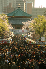 上野公園　花見の賑わい