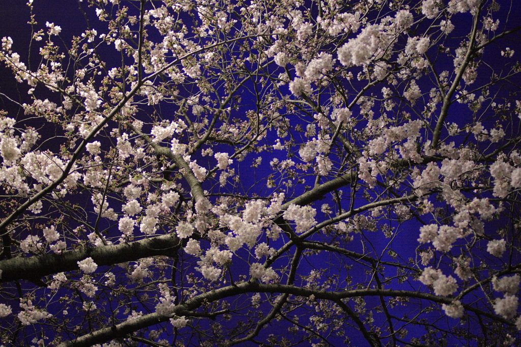 桜に群青