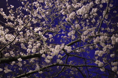 桜に群青