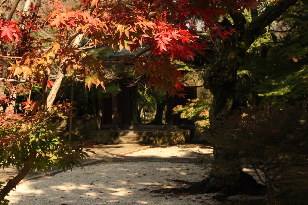 千葉東漸寺2015　今年も色づきはじめたようです。